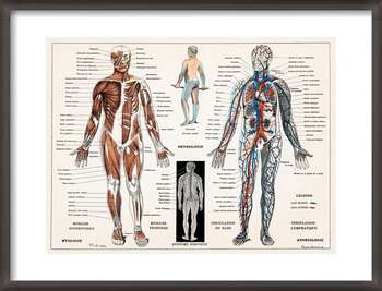 Poster Ilustração antiga do sistema nervoso e muscular humano