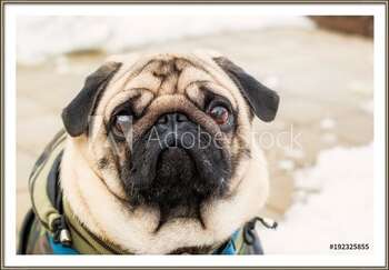 Pôster emoldurado Dog breed pug. Portrait of a pet