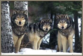Pôster emoldurado Wolves